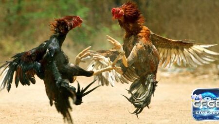 Luật đá gà cựa sắt: Tổng hợp quy định và những điều cần biết